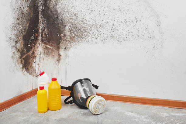 Best Mold Testing and Inspection Services in Van Buren, MO