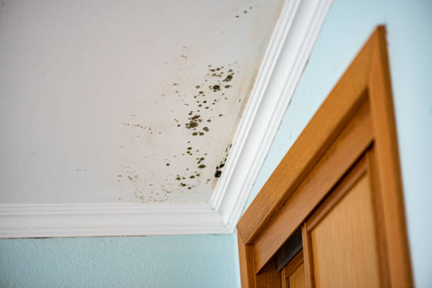 Best White Mold Remediation in Van Buren, MO