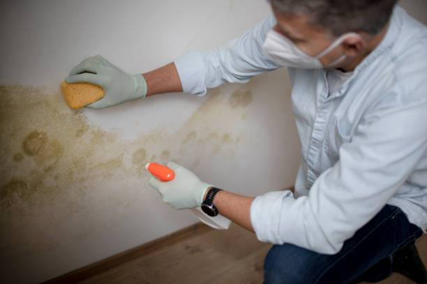 Best Preventive Mold Services in Van Buren, MO