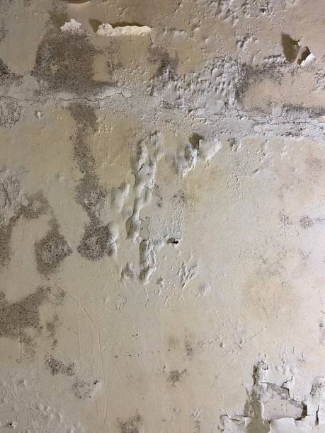 Best Insurance-Related Mold Remediation in Van Buren, MO