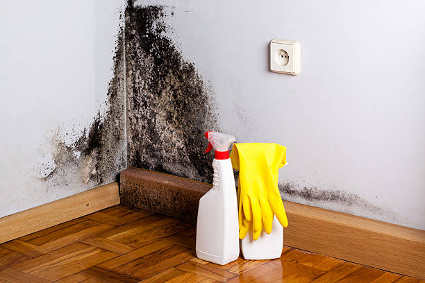 Professional Mold Remediation in Van Buren, MO