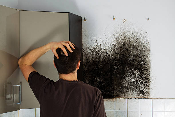 Best Commercial Mold Remediation in Van Buren, MO