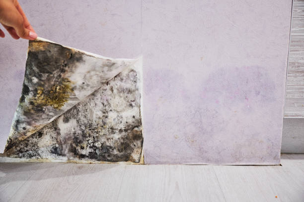 Best Basement Mold Remediation in Van Buren, MO